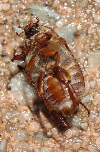 Amphimallon solstitiale